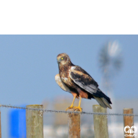 گونه سنقر تالابی Western Marsh Harrier